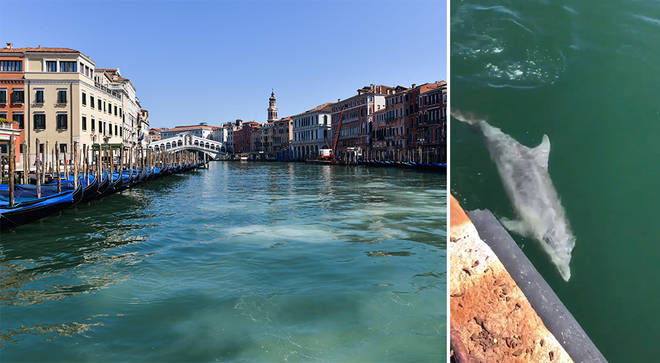 Dolphins in Italy's waterways